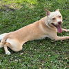 adoptable Dog in semmes, AL named Chicken Nugget