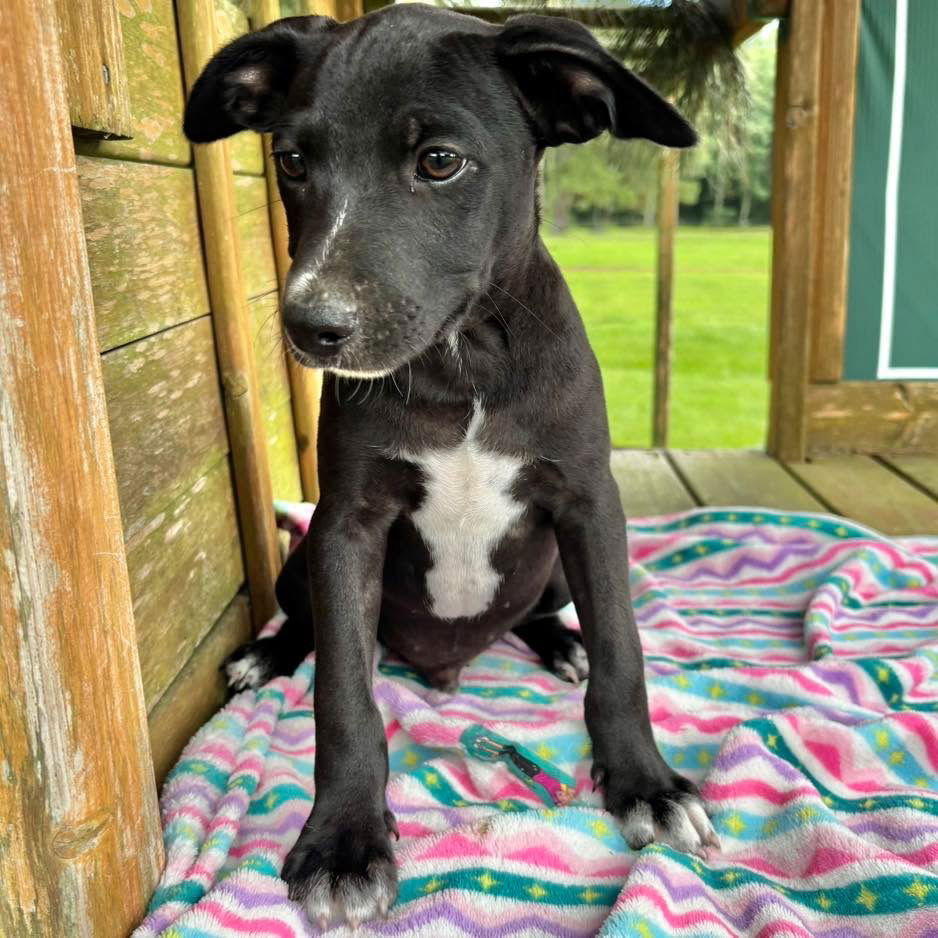 adoptable Dog in Semmes, AL named Levi