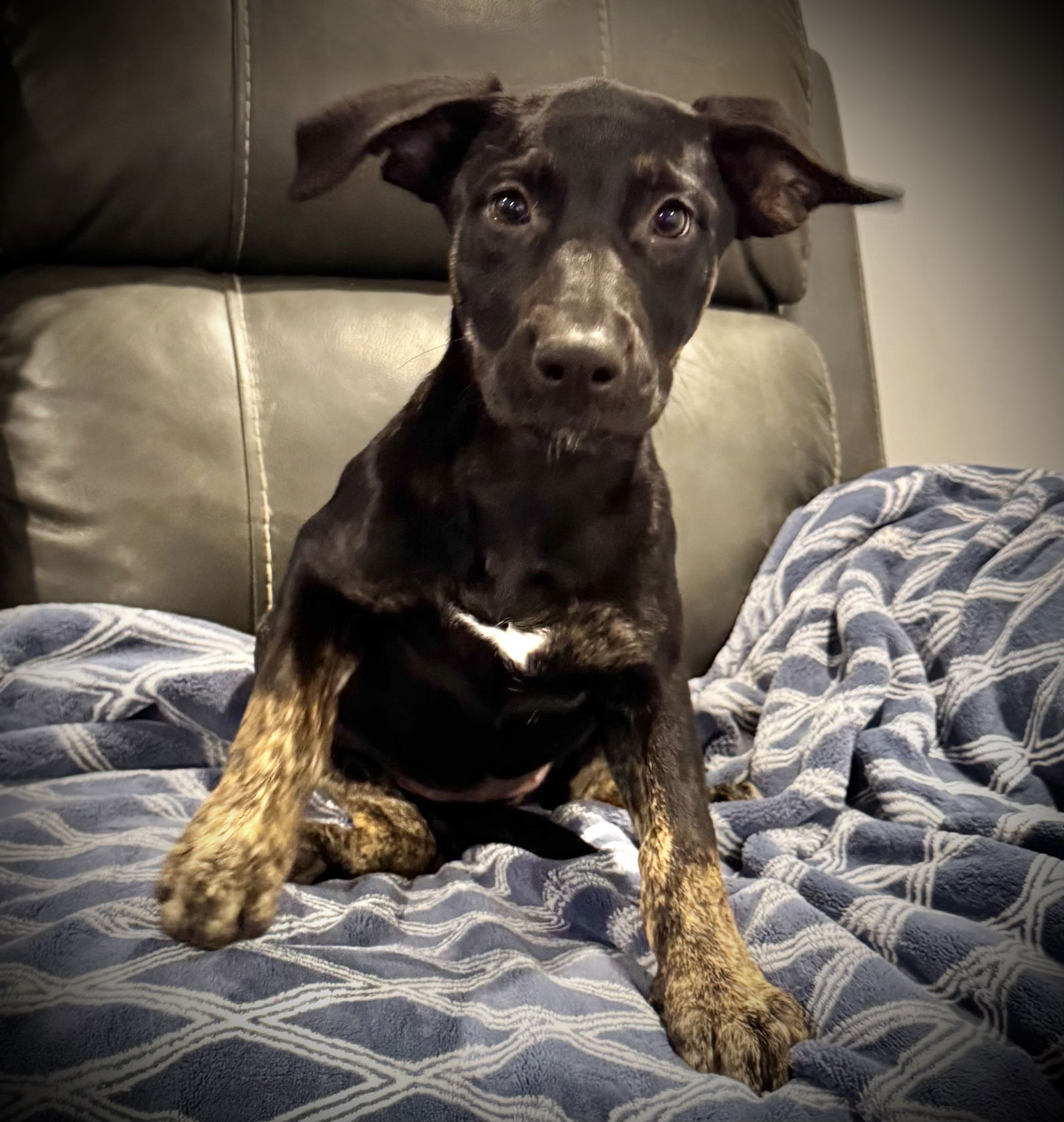 adoptable Dog in Semmes, AL named Greta