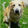 adoptable Dog in semmes, AL named Bob