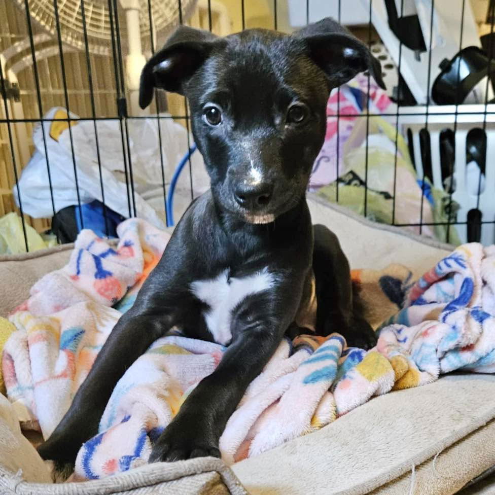 adoptable Dog in Semmes, AL named Tink