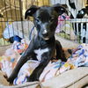 adoptable Dog in semmes, AL named Tink