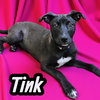 Tink - Photo 3
