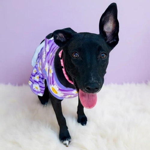 TINK - Terrier available for adoption