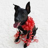 Tink - Photo 1