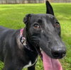 Tink - Photo 1