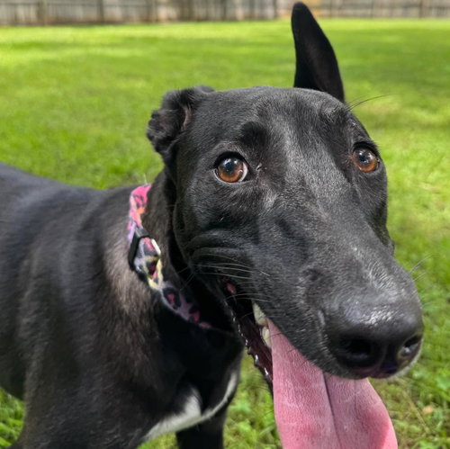 Tink, an adoptable Greyhound in Mobile, AL