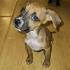 adoptable Dog in semmes, AL named Tilly