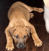 adoptable Dog in semmes, AL named Luca