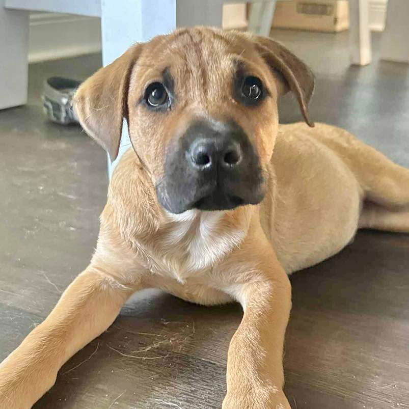 adoptable Dog in Semmes, AL named Laser