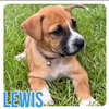 Lewis - Photo 6