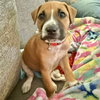 Lewis - Photo 8