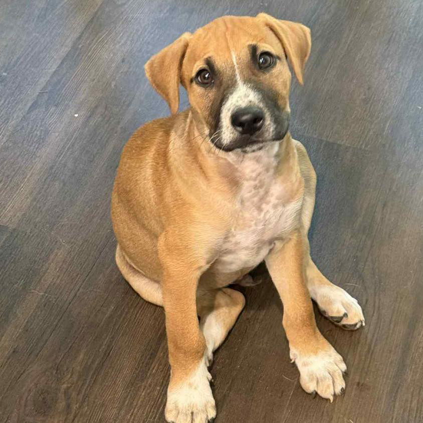 adoptable Dog in Semmes, AL named Lewis