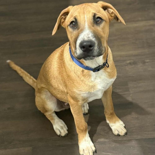 LEWIS - Labrador Retriever available for adoption