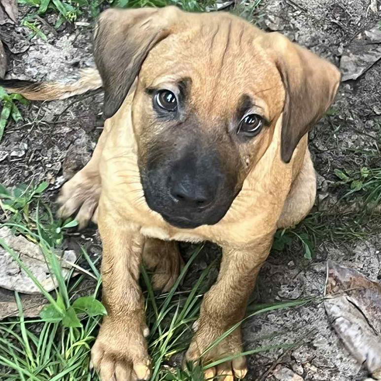 adoptable Dog in Semmes, AL named Lewey