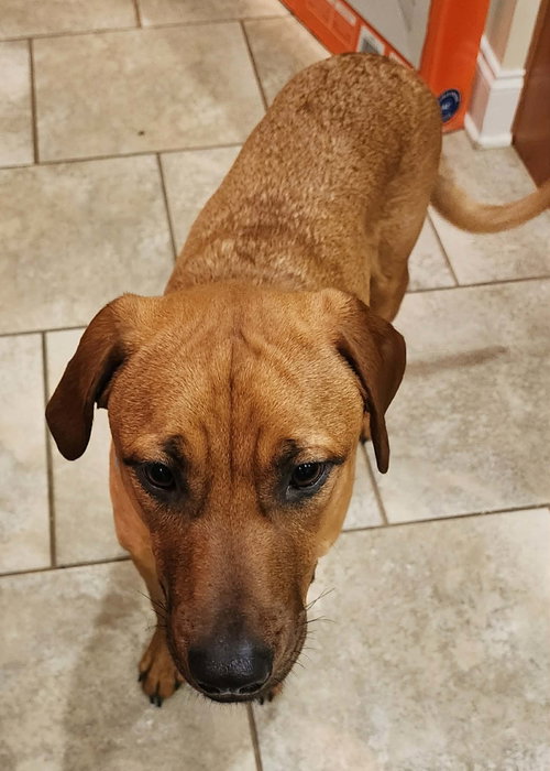 LEWEY - Labrador Retriever available for adoption
