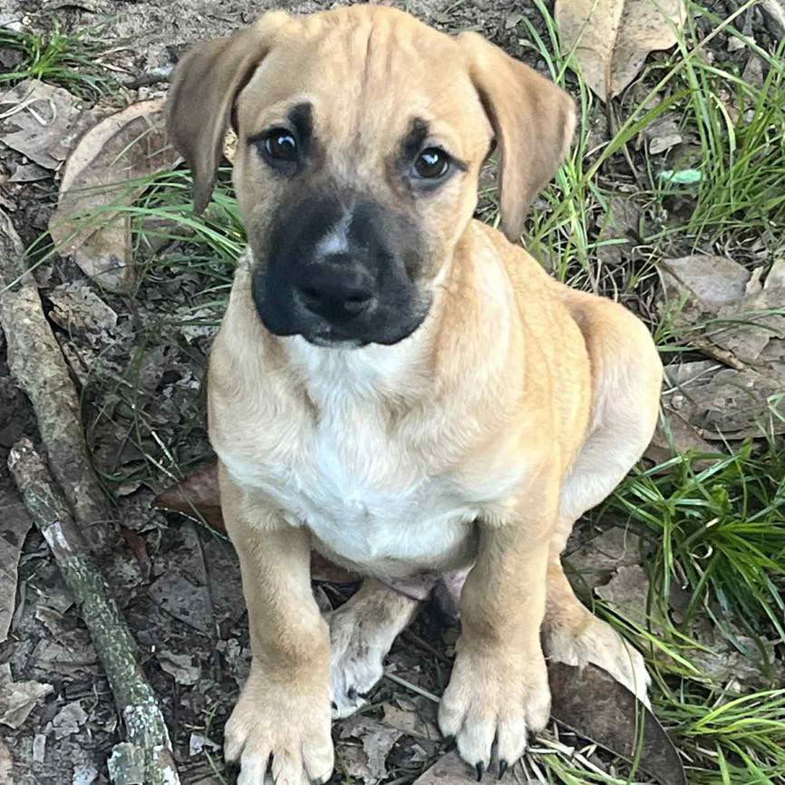 adoptable Dog in Semmes, AL named Loki