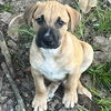 adoptable Dog in semmes, AL named Loki