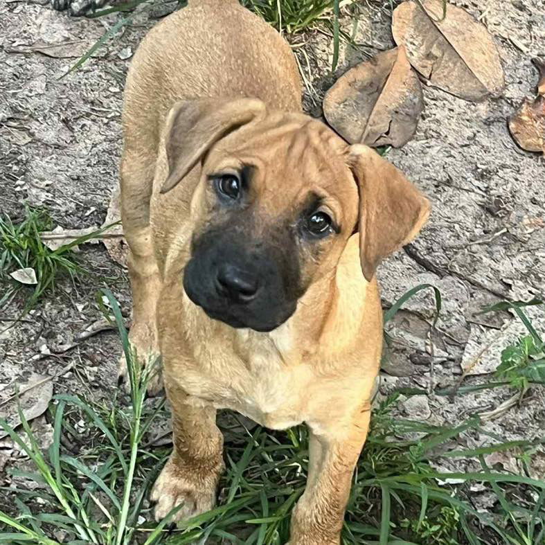 adoptable Dog in Semmes, AL named Linus