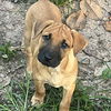 adoptable Dog in semmes, AL named Linus