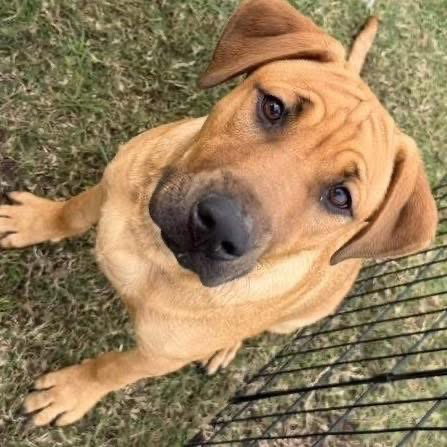 picture of the dog needing adoption