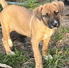 adoptable Dog in semmes, AL named Liza