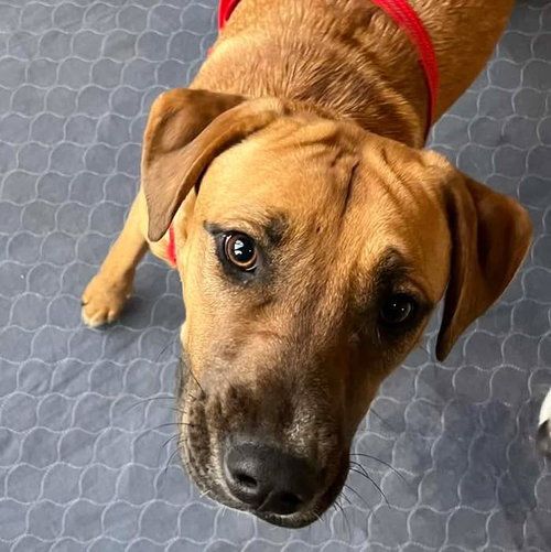 LIZA - Labrador Retriever available for adoption