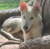 adoptable Dog in semmes, AL named Oscar
