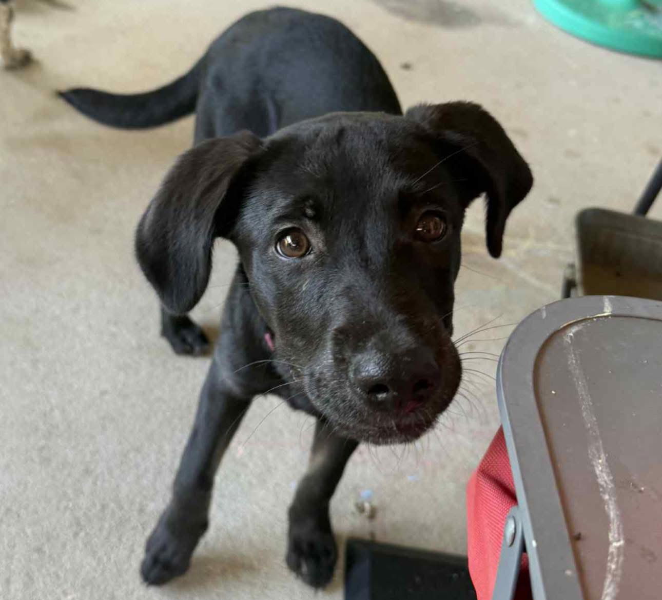 adoptable Dog in Semmes, AL named Maxie