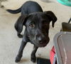 adoptable Dog in semmes, AL named Maxie