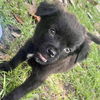 adoptable Dog in semmes, AL named Rook