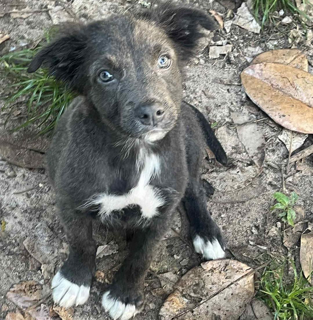 adoptable Dog in Semmes, AL named Rizzee