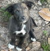 adoptable Dog in semmes, AL named Rizzee
