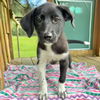 adoptable Dog in semmes, AL named Hattie