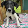 adoptable Dog in  named Heidy