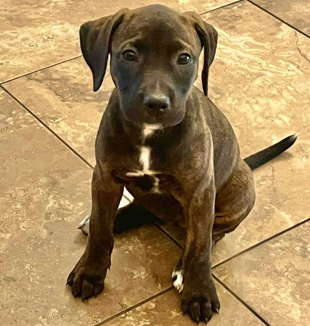 adoptable Dog in Semmes, AL named Ryder
