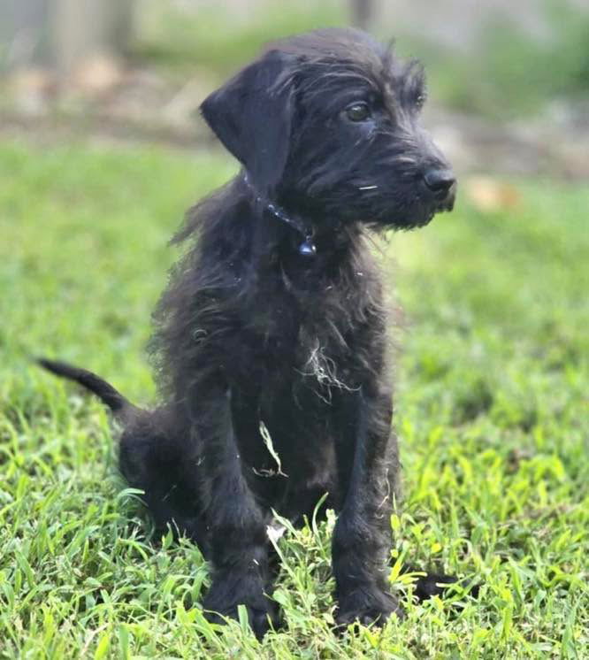 adoptable Dog in Semmes, AL named Trey