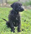 adoptable Dog in semmes, AL named Trey