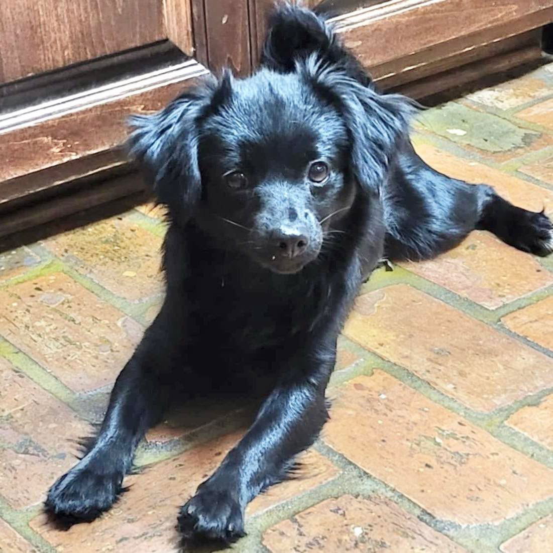 adoptable Dog in Semmes, AL named Piki