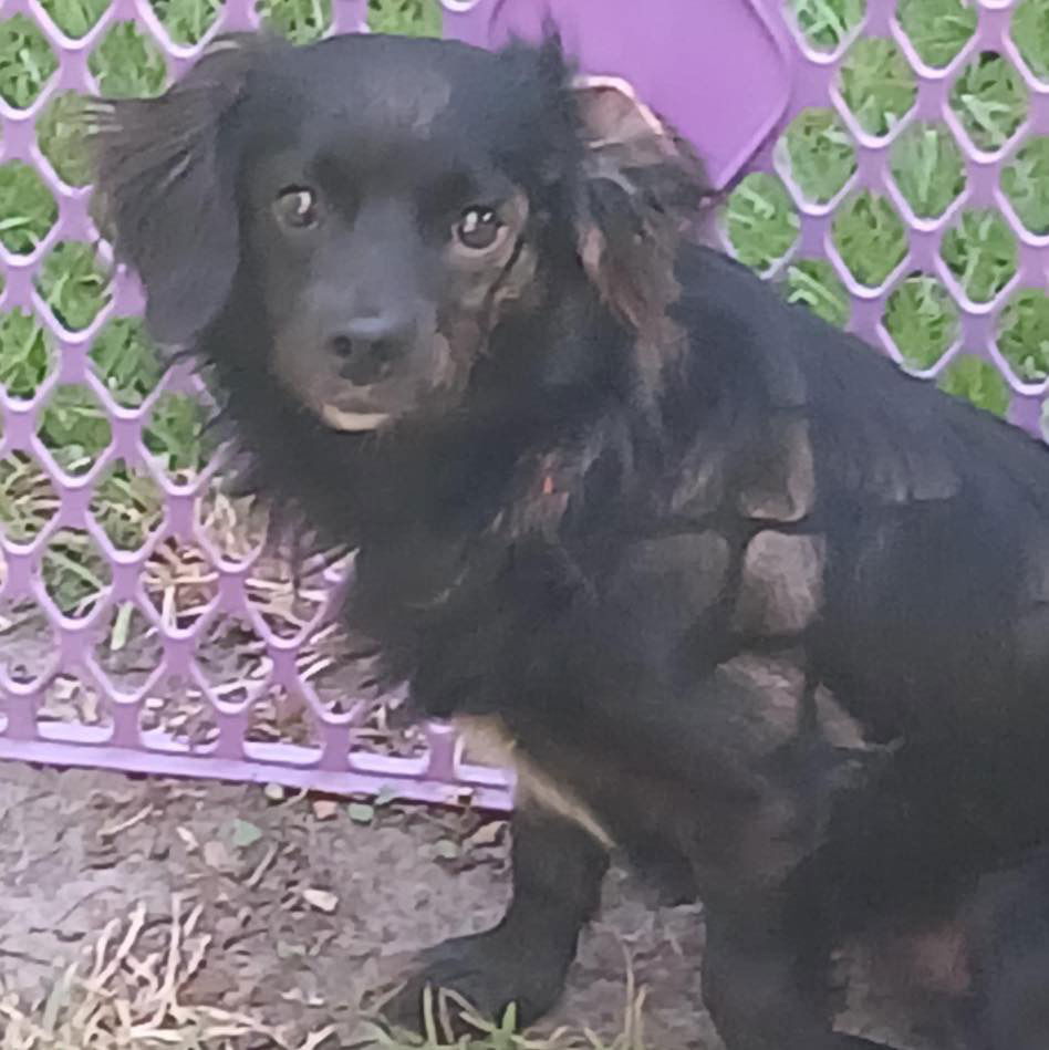 adoptable Dog in Semmes, AL named Pax