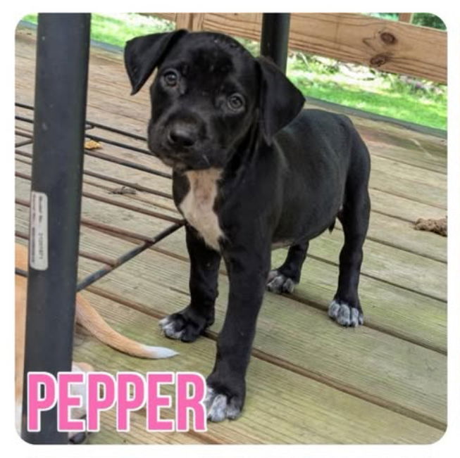 adoptable Dog in Semmes, AL named Pepper