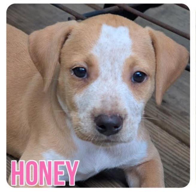 adoptable Dog in Semmes, AL named Honey