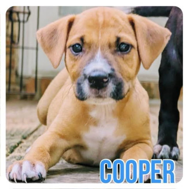 adoptable Dog in Semmes, AL named Cooper