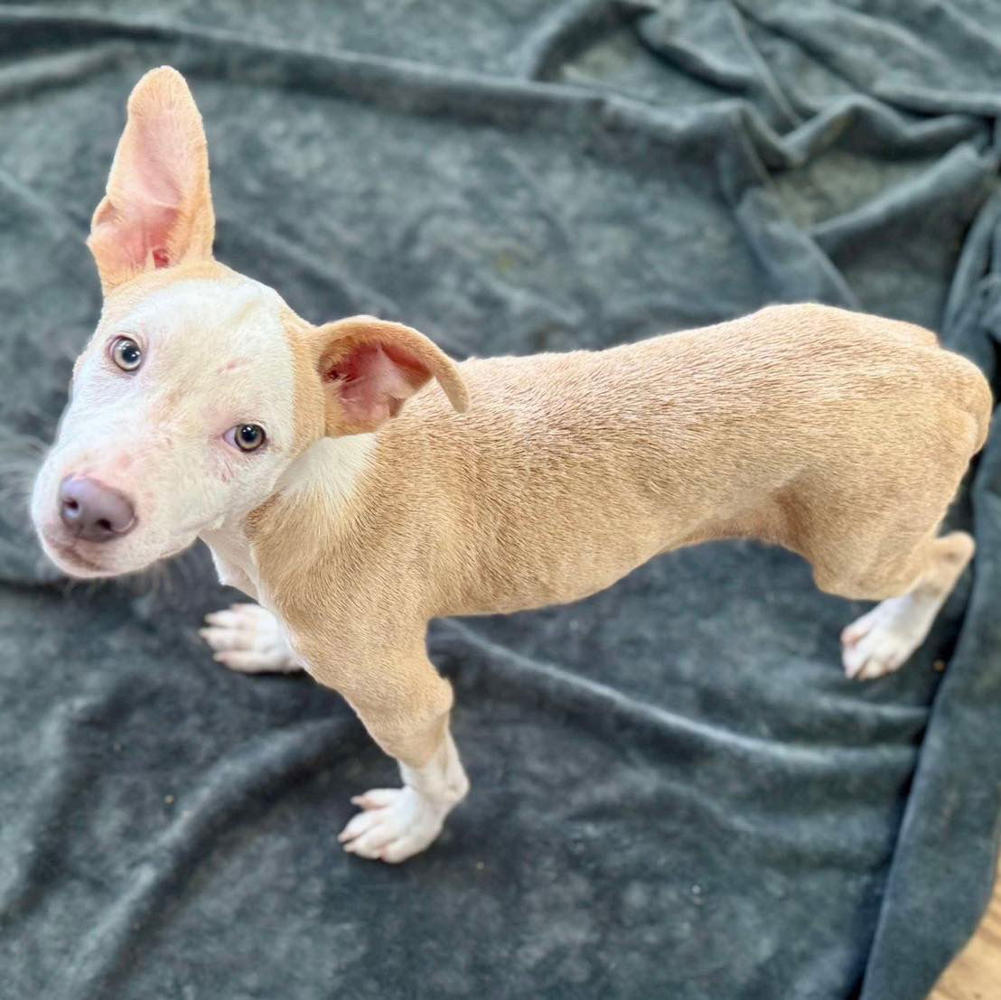 adoptable Dog in Semmes, AL named JP