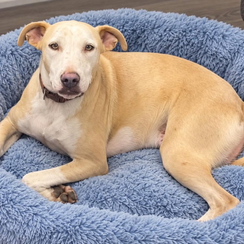 JP, a dog for adoption from Wags and Whiskers Animal Rescue League