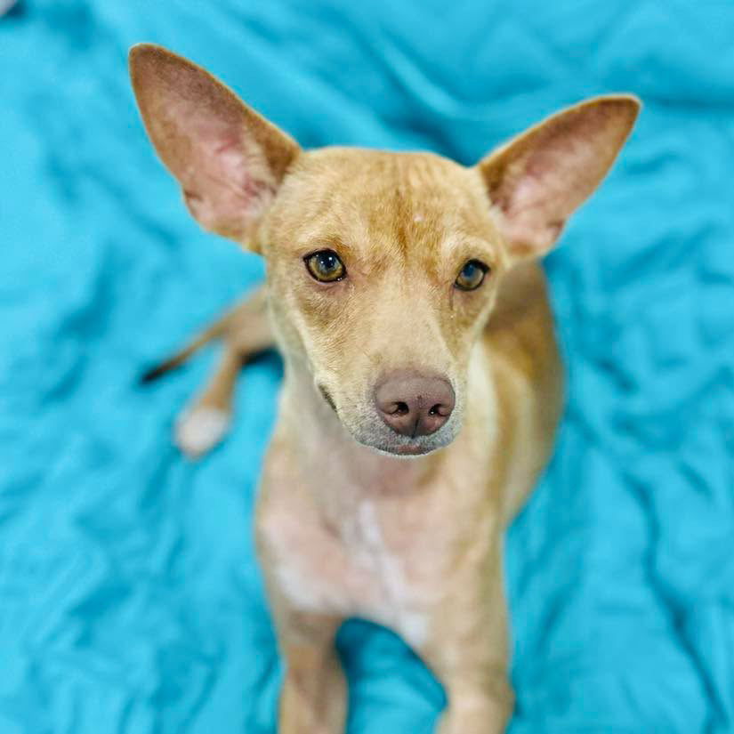 adoptable Dog in Semmes, AL named Chrissy