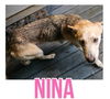 adoptable Dog in semmes, AL named Nina