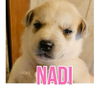 adoptable Dog in semmes, AL named Nadi