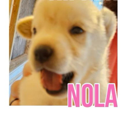 adoptable Dog in Semmes, AL named Nola