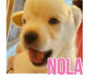 adoptable Dog in semmes, AL named Nola